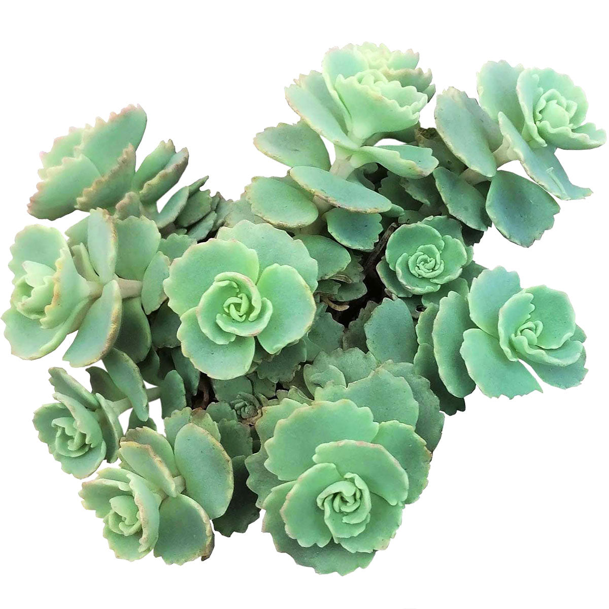 sedum sieboldii succulent Sedum Sieboldii October Daphne Succulent | Care Instruction