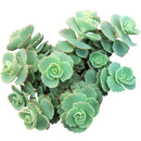 Sedum Sieboldii for sale, monthly succulents, Succulents, succulents store in CA, cactus, succulents shop in California, indoor succulents, succulent care tips, succulent plant, Sedum Sieboldii in California, How to grow Sedum Sieboldii