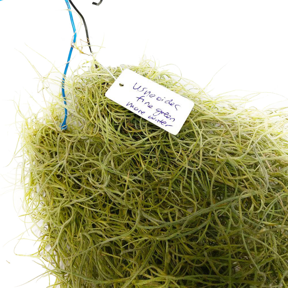 Spanish Moss Air Plant for sale, Tillandsia usneoides spanish moss plant, air plants gifts, air plants decoration, gift ideas for plant lovers, hanging spanish moss indoor, how to care spanish moss air plant, live spanish moss for sale