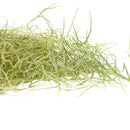 Spanish Moss Air Plant for sale, Tillandsia usneoides spanish moss plant, air plants gifts, air plants decoration, gift ideas for plant lovers, hanging spanish moss indoor, how to care spanish moss air plant, live spanish moss for sale