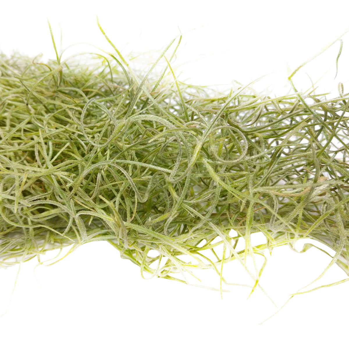 moss air plant Spanish Moss Air Plant