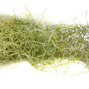 Spanish Moss Air Plant for sale, Tillandsia usneoides spanish moss plant, air plants gifts, air plants decoration, gift ideas for plant lovers, hanging spanish moss indoor, how to care spanish moss air plant, live spanish moss for sale