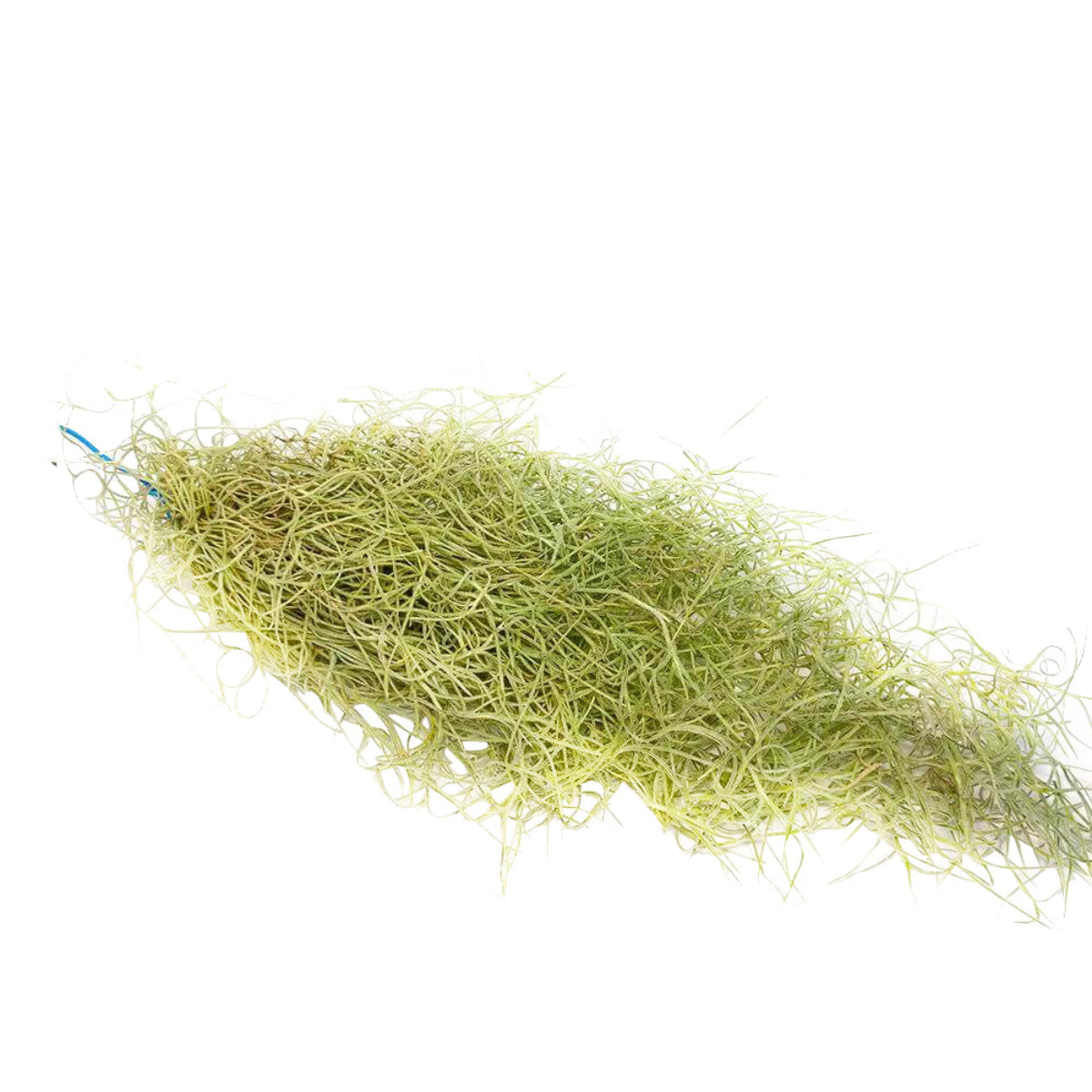 moss air plant Spanish Moss Air Plant