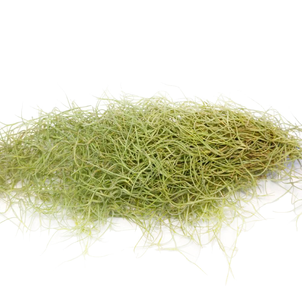 Spanish Moss Air Plant for sale, Tillandsia usneoides spanish moss plant, air plants gifts, air plants decoration, gift ideas for plant lovers, hanging spanish moss indoor, how to care spanish moss air plant, live spanish moss for sale