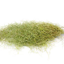 Spanish Moss Air Plant for sale, Tillandsia usneoides spanish moss plant, air plants gifts, air plants decoration, gift ideas for plant lovers, hanging spanish moss indoor, how to care spanish moss air plant, live spanish moss for sale