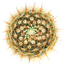 Mammillaria Spinosissima cactus for sale, Red-headed Irishman cactus, Pincushion cactus, Red Spines Cactus Succulent, Unique Cactus Gift Ideas, Cactus Decor, Rare Cactus Plant, cactus, cactus succulent, succulent cactus, cacti, cactus and succulents, succulents box, succulent shop, buy succulents online