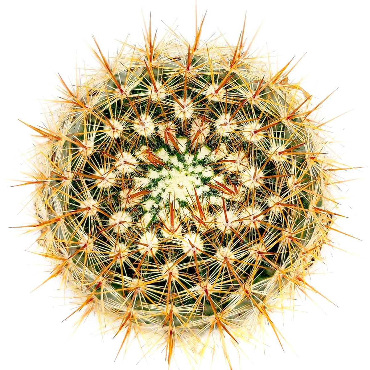 Mammillaria Spinosissima cactus for sale, Red-headed Irishman cactus, Pincushion cactus, Red Spines Cactus Succulent, Unique Cactus Gift Ideas, Cactus Decor, Rare Cactus Plant, cactus, cactus succulent, succulent cactus, cacti, cactus and succulents, succulents box, succulent shop, buy succulents online