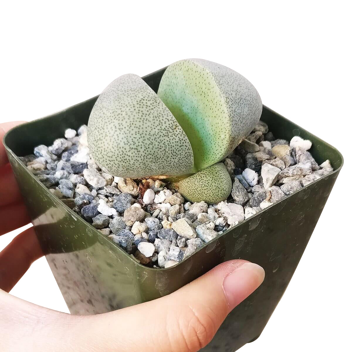 Pleiospilos nelii for sale, Rare succulents, indoor succulents, succulent subscription, succulent care tips, Succulents, monthly succulents, succulents store in CA, succulent care, Pleiospilos nelii in California, How to grow Pleiospilos nelii, rare succulents, rare succulents for sale, unique succulents, buy succulents online, rare succulent, succulent shop, unusual succulents, succulent store, succulents online