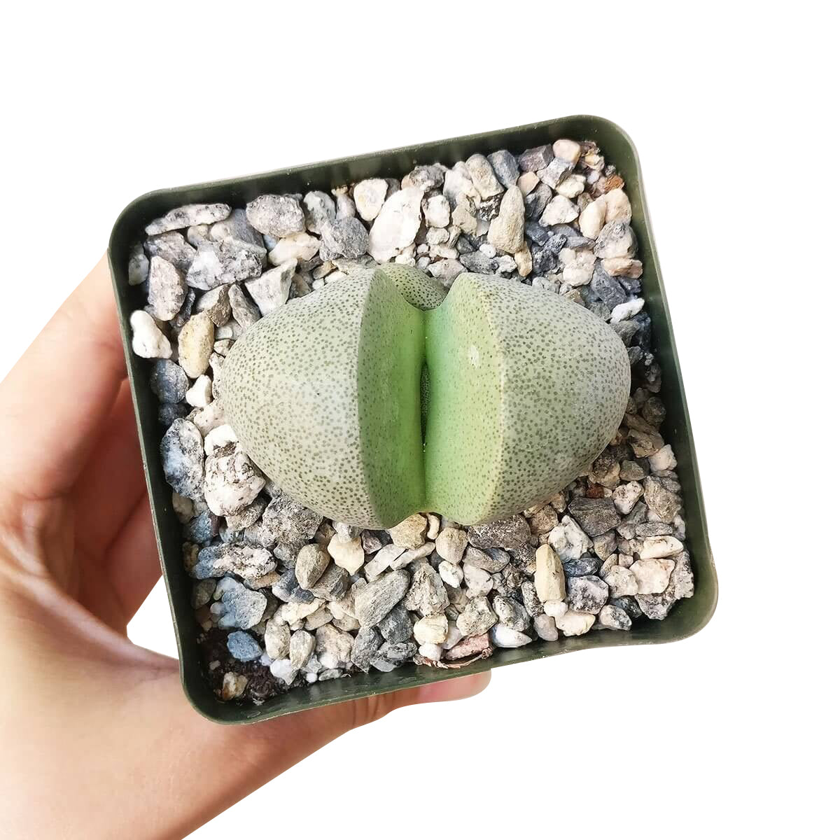 Pleiospilos nelii for sale, Rare succulents, indoor succulents, succulent subscription, succulent care tips, Succulents, monthly succulents, succulents store in CA, succulent care, Pleiospilos nelii in California, How to grow Pleiospilos nelii, rare succulents, rare succulents for sale, unique succulents, buy succulents online, rare succulent, succulent shop, unusual succulents, succulent store, succulents online