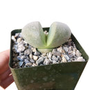Pleiospilos nelii in California, How to grow Pleiospilos nelii, rare succulents, rare succulents for sale, unique succulents, buy succulents online, rare succulent, succulent shop, unusual succulents, succulent store, succulents online