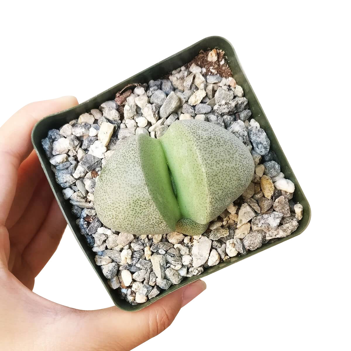 Pleiospilos nelii for sale, Rare succulents, indoor succulents, succulent subscription, succulent care tips, Succulents, monthly succulents, succulents store in CA, succulent care, Pleiospilos nelii in California, How to grow Pleiospilos nelii, rare succulents, rare succulents for sale, unique succulents, buy succulents online, rare succulent, succulent shop, unusual succulents, succulent store, succulents online