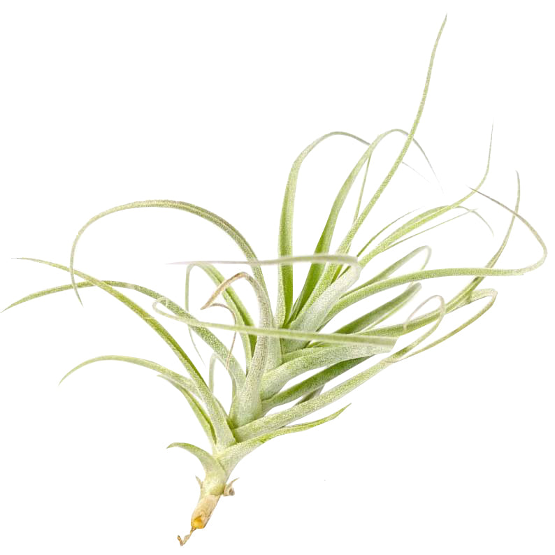 straminea air plant Tillandsia Straminea Dwarf Air Plant for Sale - Unique Plant for Gift or Home Decor