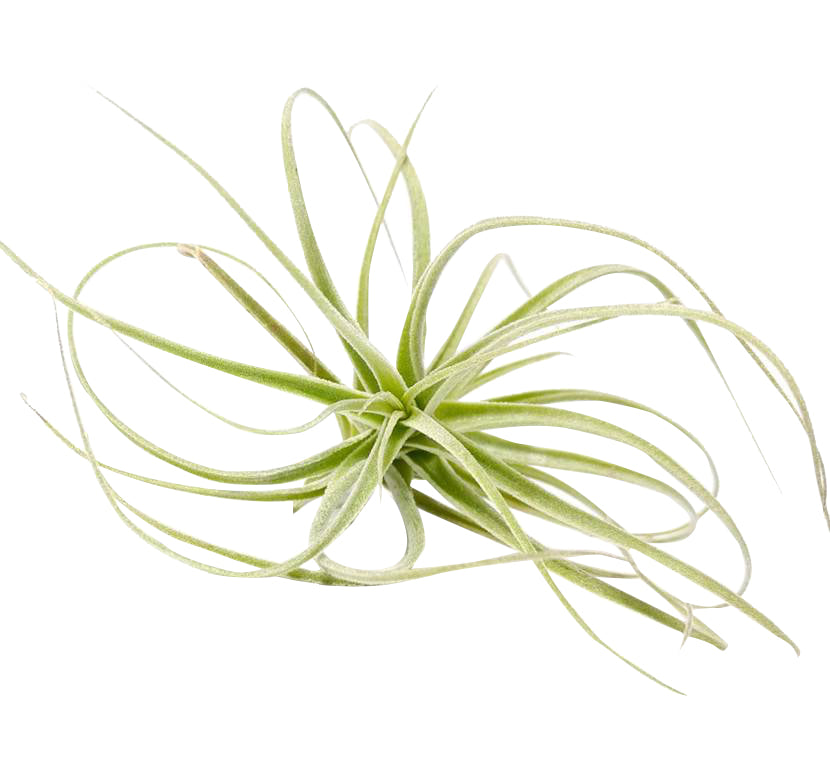 artificial air plants for sale Tillandsia Straminea Dwarf Air Plant for Sale - Unique Plant for Gift or Home Decor