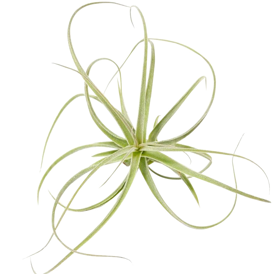 straminea air plant Straminea Dwarf