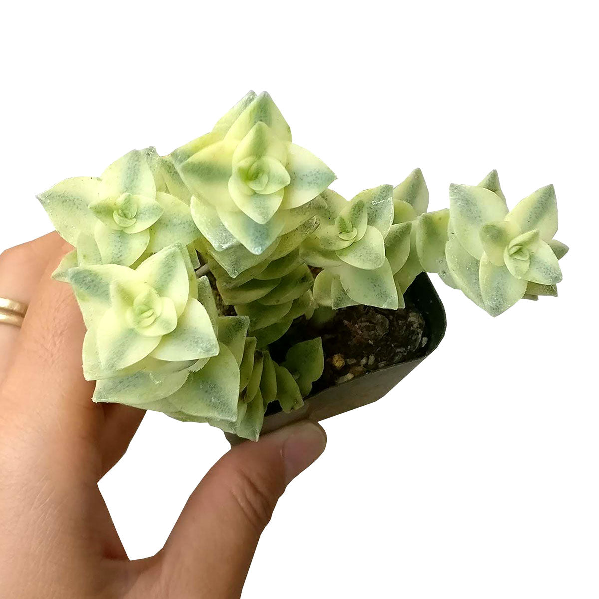 succulents string of buttons Variegated String of Buttons for Sale