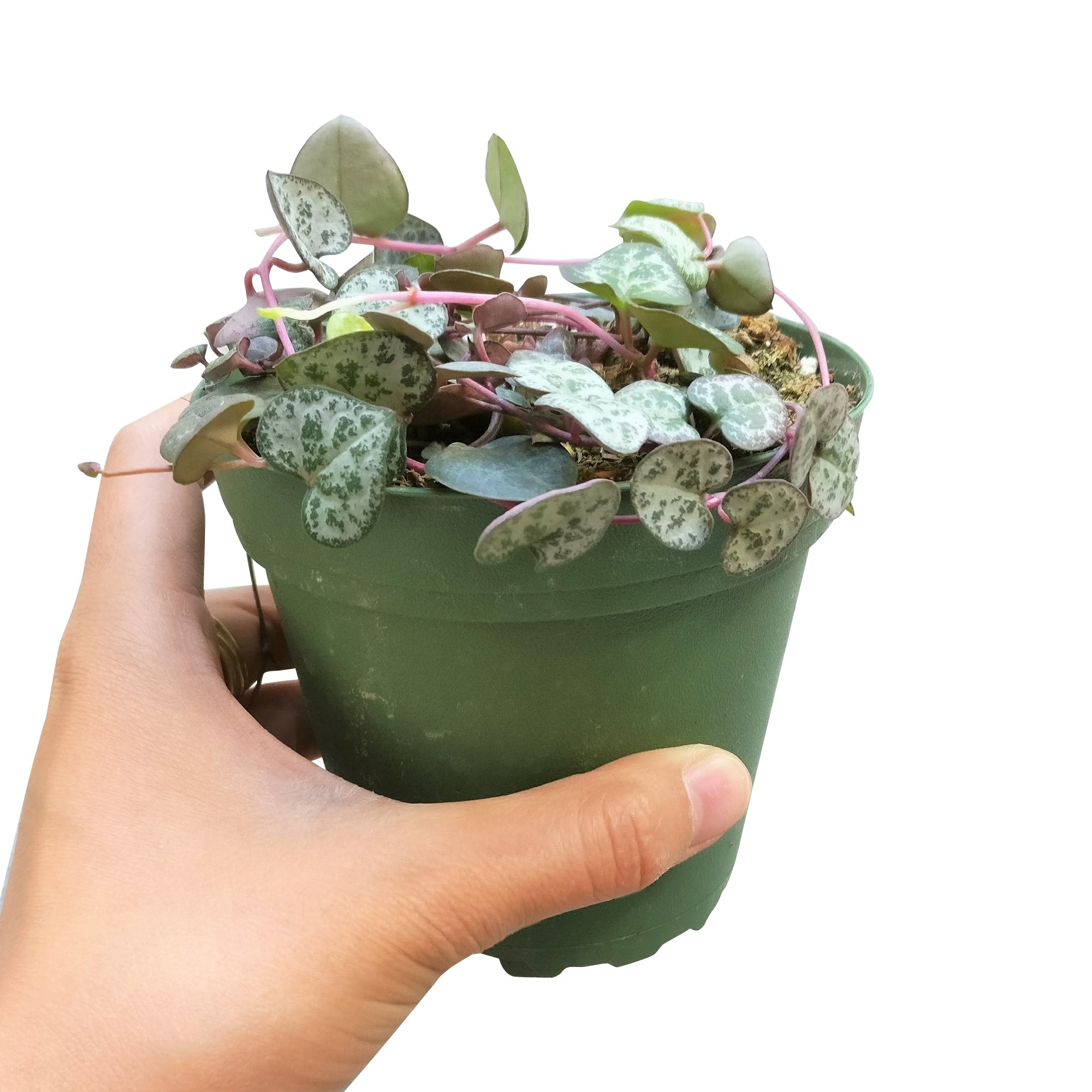 string of roses succulent RARE String Of Hearts Plant, Ceropegia Woodii Trailing Succulent 4" Pot / Minimalist Pot by Succulents Box