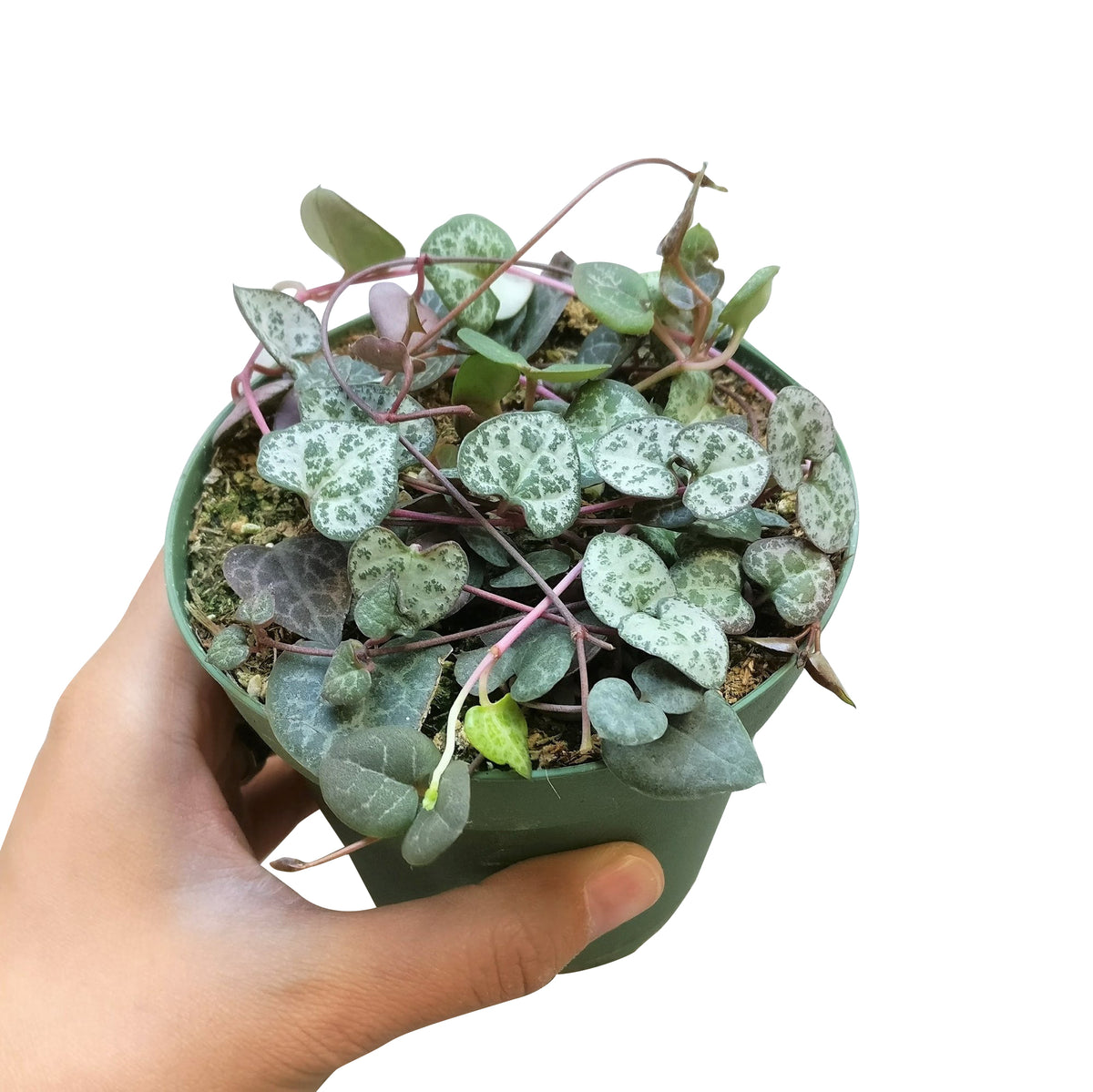 String of hearts succulent care, succulent care tips, succulent plant, succulent subscription, cactus, succulents garden, indoor succulents, succulent care guide, Rare succulents, String of hearts succulent in California, How to grow String of hearts succulent, string of hearts, string of hearts plant, variegated string of hearts, string of hearts care, chain of hearts, chain of hearts plant, string of heart, string of hearts variegated, string of hearts propagation, how to propagate string of hearts