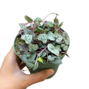 succulent care guide, Rare succulents, String of hearts succulent in California, How to grow String of hearts succulent, string of hearts, string of hearts plant, variegated string of hearts