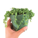 String of Pearls care guide, string of pearls for sale, indoor succulents, succulent plant, easy to care indoor plant, how to grow string of pearls, string of pearls in california