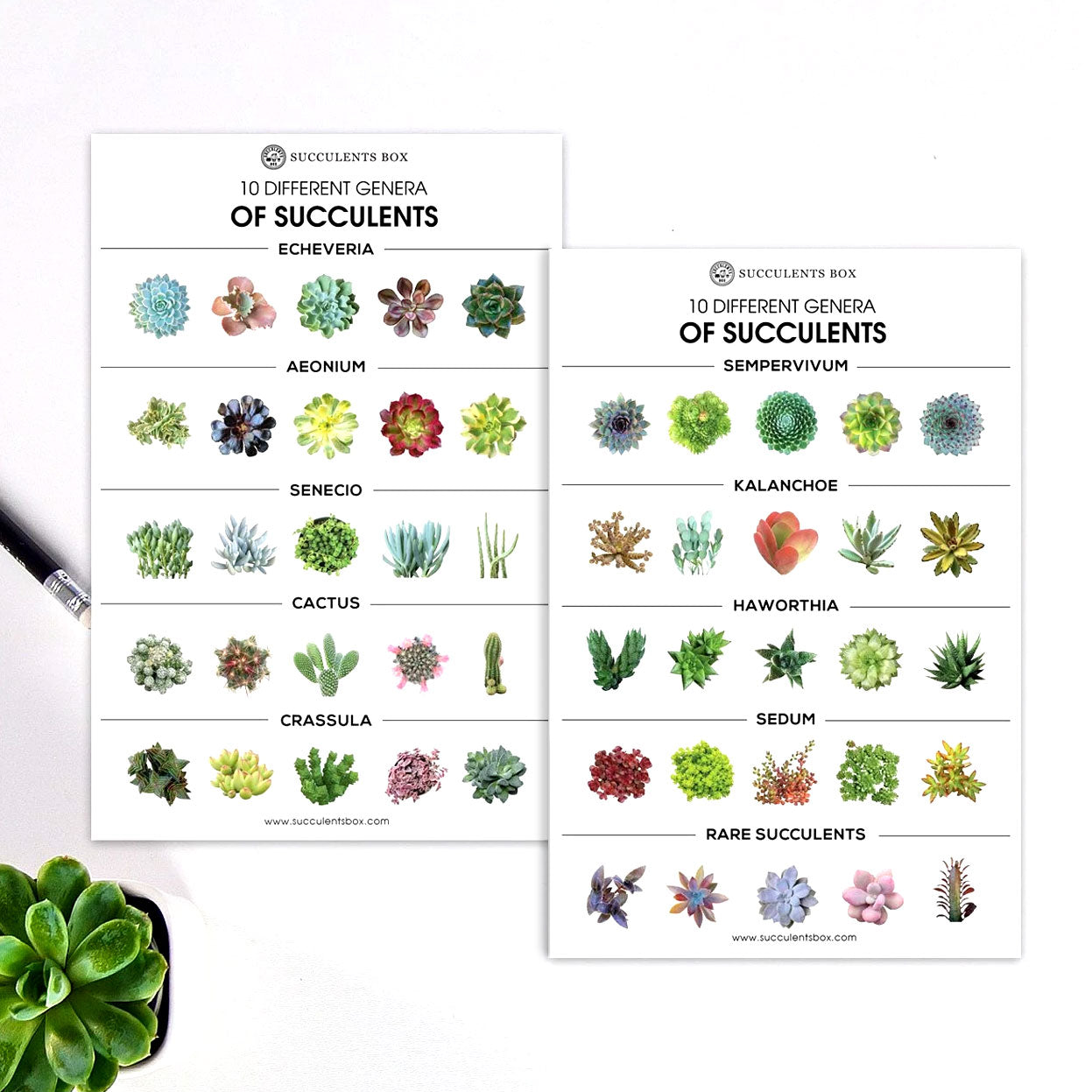 genus succulent Succulent Genera Card