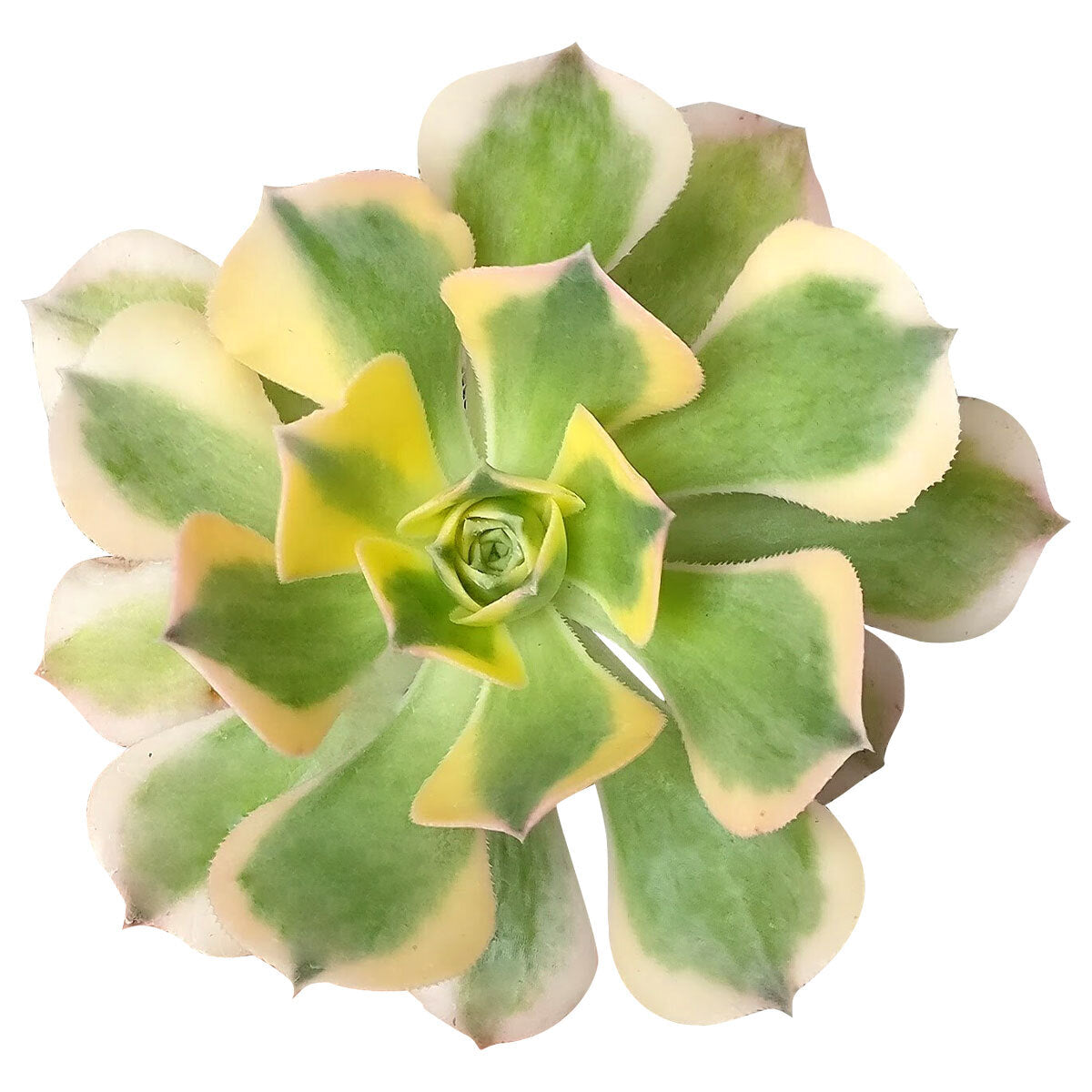 succulent sunburst Aeonium Sunburst Succulent - Copper Pinwheel