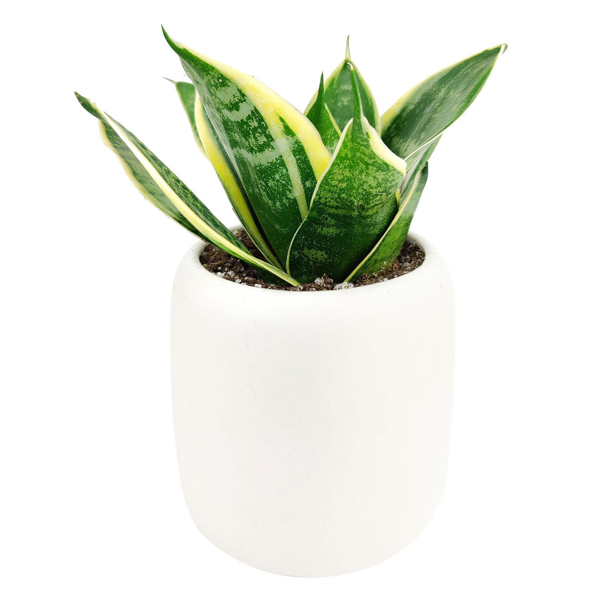 ocean star snake plant Sansevieria Ocean Star | Dwarf Snake Plant