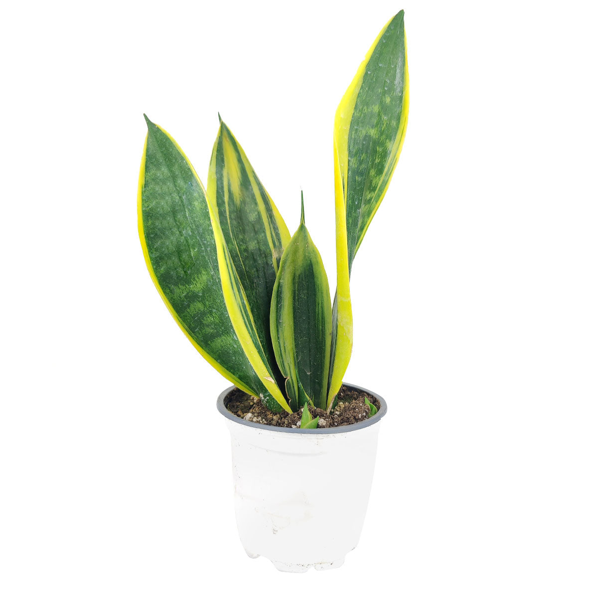 Snake Plant Sansevieria Gold Flame, low light houseplant, best air-purifying plant