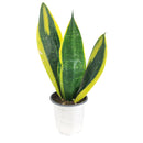 Snake Plant Sansevieria Gold Flame, low light houseplant, best air-purifying plant, indoor houseplant for sale