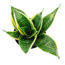 houseplants with big leaves, ocean star plant, ocean star sansevieria hahnii, Mother-In-Law&#39;s Tongue, sansevieria hahnii care, sansevieria hahnii types