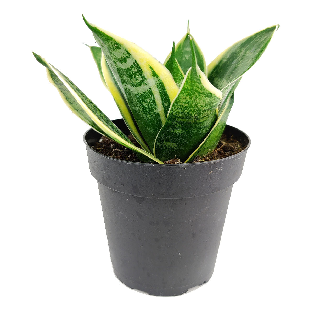 snake plant easy to grow Sansevieria Ocean Star | Dwarf Snake Plant