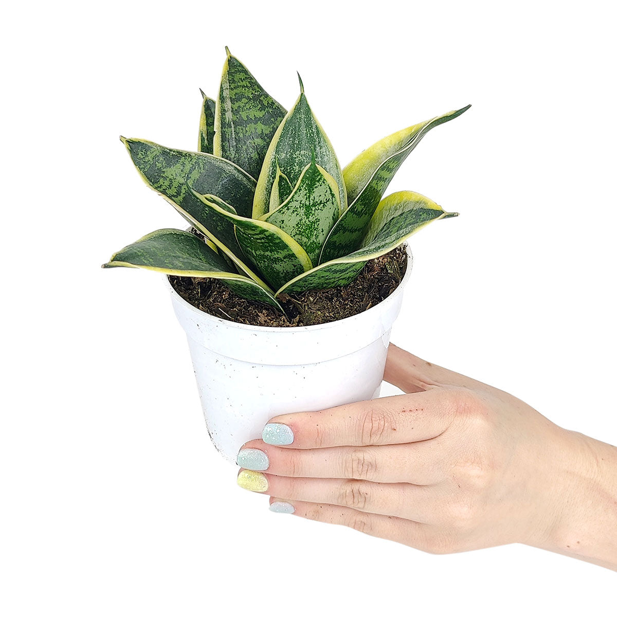 sansevieria near me Sansevieria Ocean Star | Dwarf Snake Plant