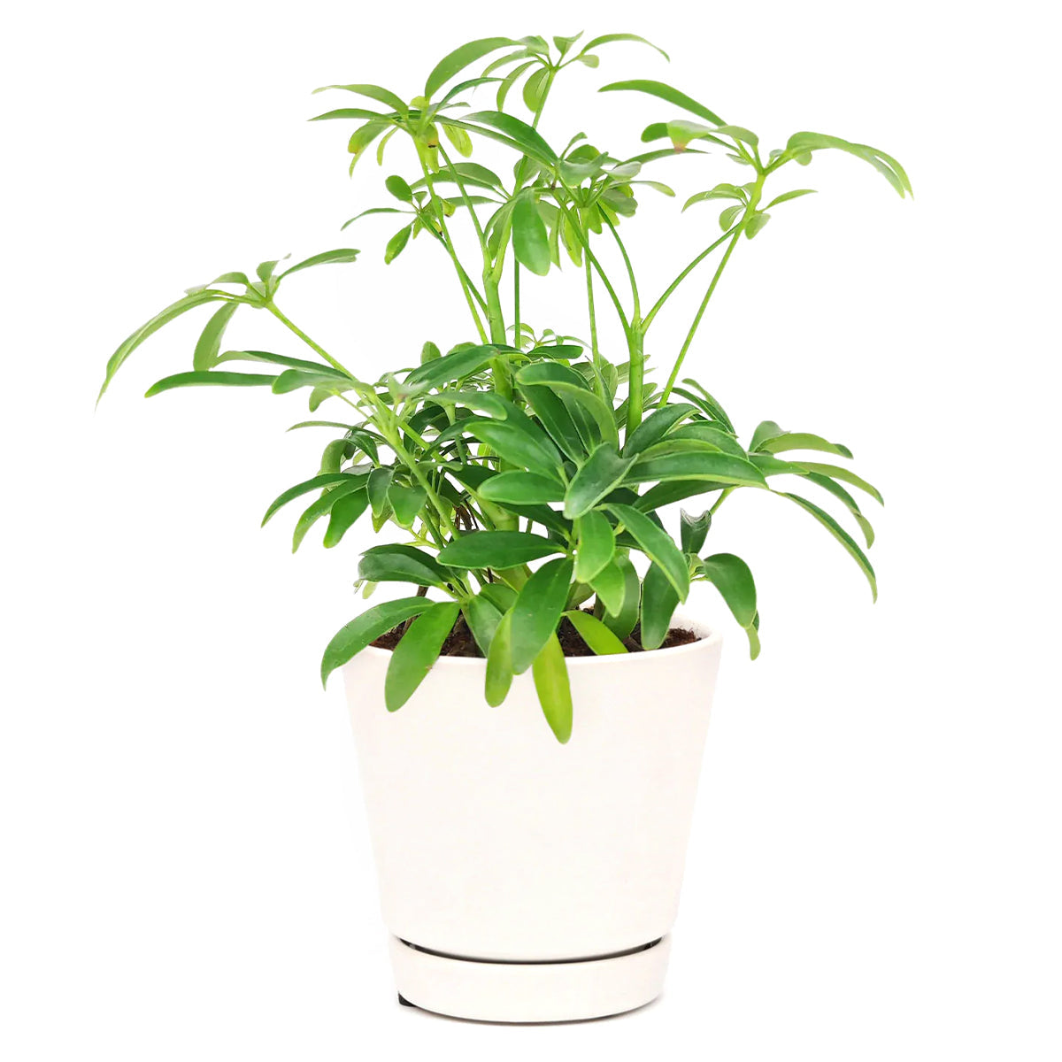 medium to bright light houseplant, Schefflera Arboricola houseplant, best indoor plant for home and office decoration, Dwarf Umbrella Tree, buy Schefflera Arboricola online