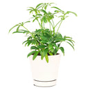 medium to bright light houseplant, Schefflera Arboricola houseplant, best indoor plant for home and office decoration, Dwarf Umbrella Tree, easy to care houseplant