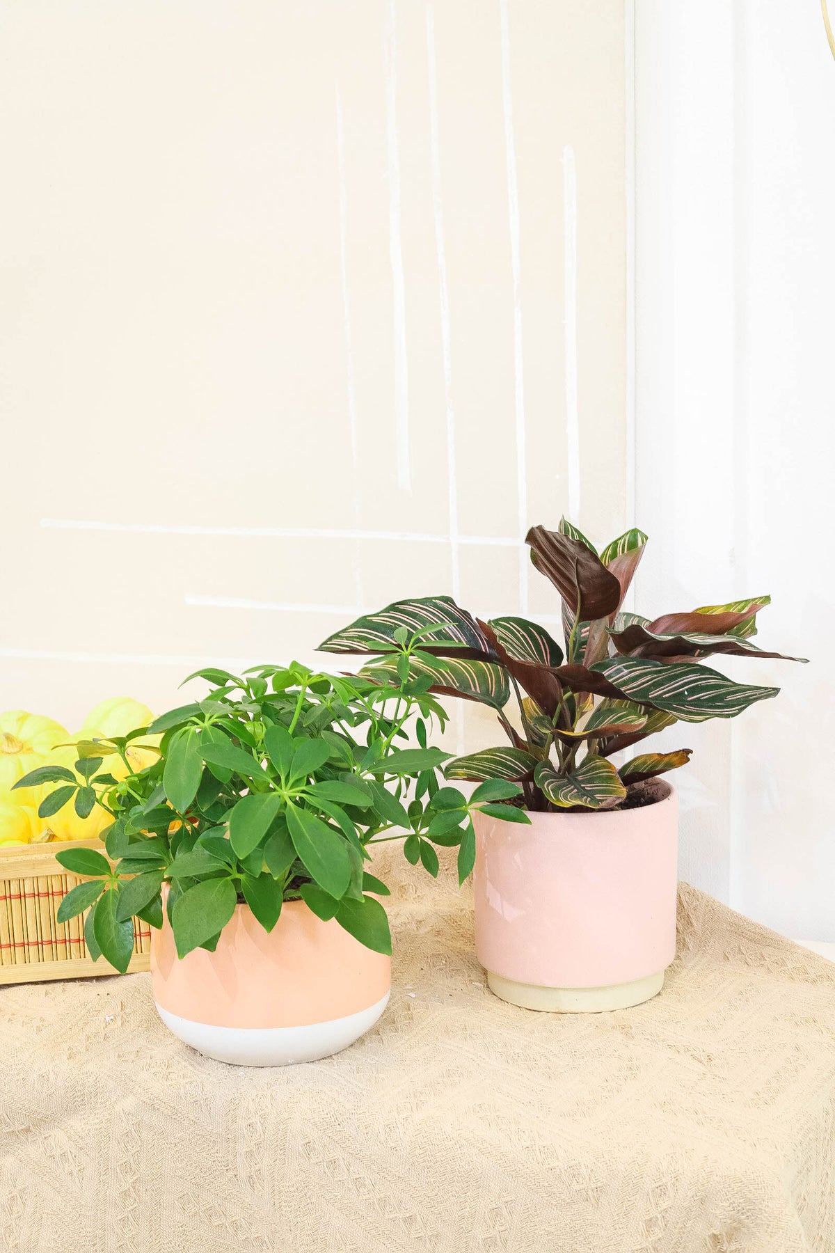 calathea ornata pinstripe, Buy Calathea Ornata Pinstripe Plant 4 inch size online, Pet friendly indoor plant to grow at home