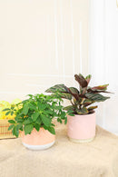 6 inch houseplants, indoor plants for sale, buy houseplants online, plant shops in ca