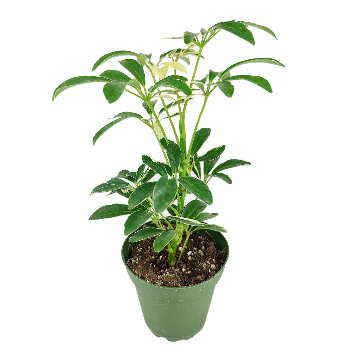schefflera arboricola compacta houseplant on moss pole 80cm tall Schefflera Arboricola Variegated - Dwarf Schefflera