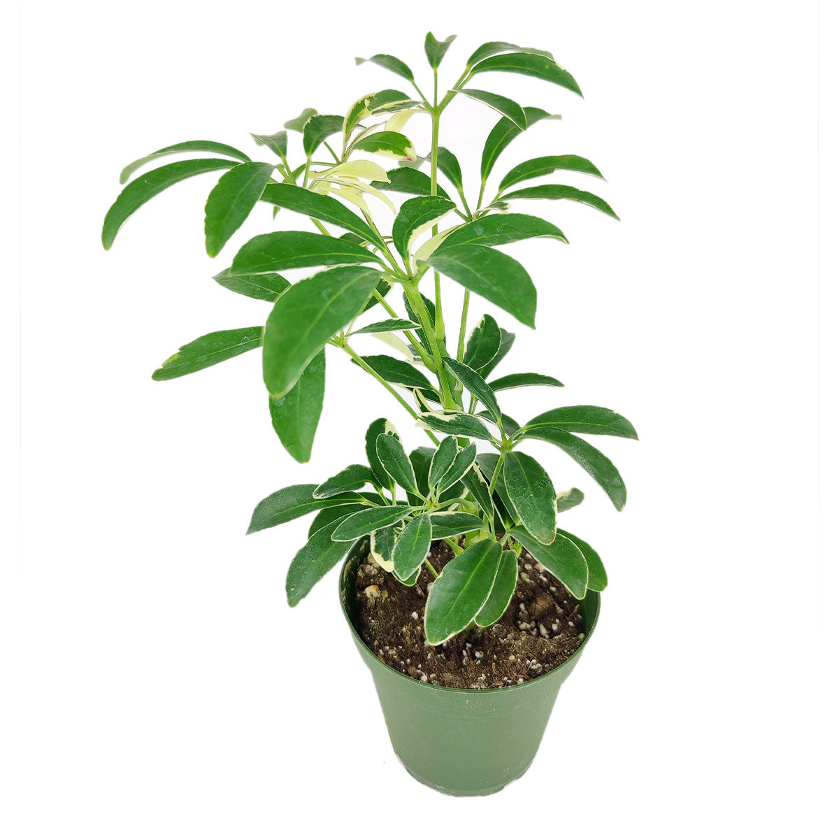 Schefflera Arboricola Variegated,Schefflera Arboricola Variegated plant, Schefflera Arboricola Variegated care, Dwarf Schefflera, Schefflera Arboricola care, Schefflera Arboricola Variegated for sale