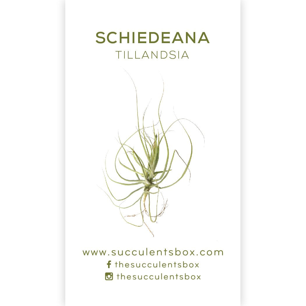 air plant identification guide Know Your Air Plants: Identification Cards