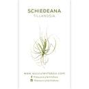 Air Plant ID Cards