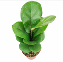 easy to care houseplant, Ficus Lyrata Little Sunshine, air-purifying indoor plant, best houseplant for home and office decoration, Ficus Lyrata Fiddle Leaf, Ficus Houseplant
