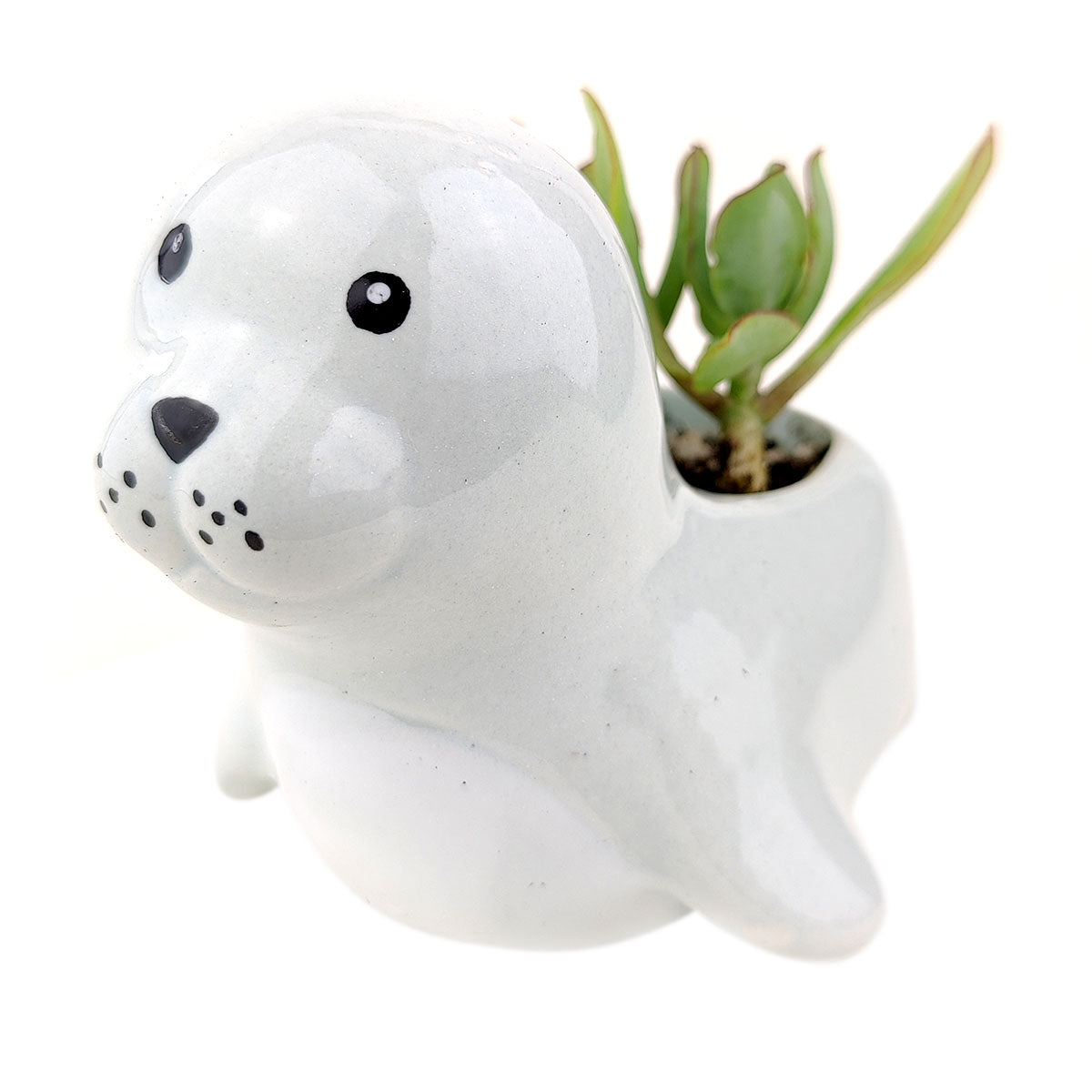 Sea Lion Pot for sale, Ceramic mini pot for succulents and flowers, Ceramic Sea Lion Flower Pot, Cute succulent planter, ideal gifts for mom
