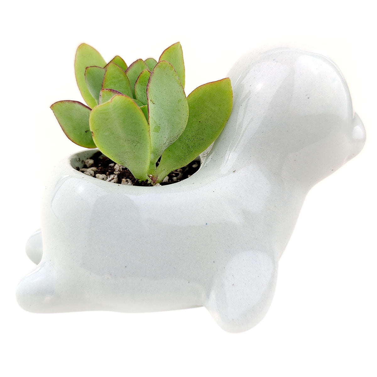 Sea Lion Pot for sale, Ceramic mini pot for succulents and flowers, Ceramic Sea Lion Flower Pot, Cute succulent planter, ideal gifts for mom