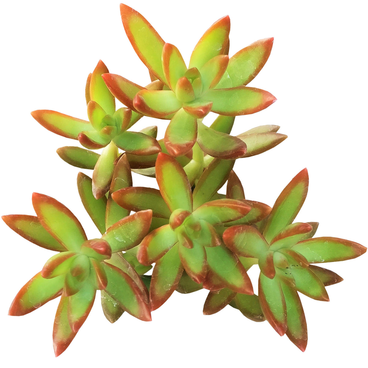 sedum fire storm, sedum adolphii, sedum firestorm, succulents garden, succulent plant, Succulents shop near me, succulent subscription, succulent care tips, succulent care guide, Succulents, succulent care, sedum fire storm in California, How to grow sedum fire storm