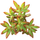 How to care for Sedum Fire Storm Succulent, How to make your succulent pink, How to change succulent color, How to make Sedum Fire Storm turn yellow, Succulent turning pink, How to make succulents change color, How to grow colorful succulents.
