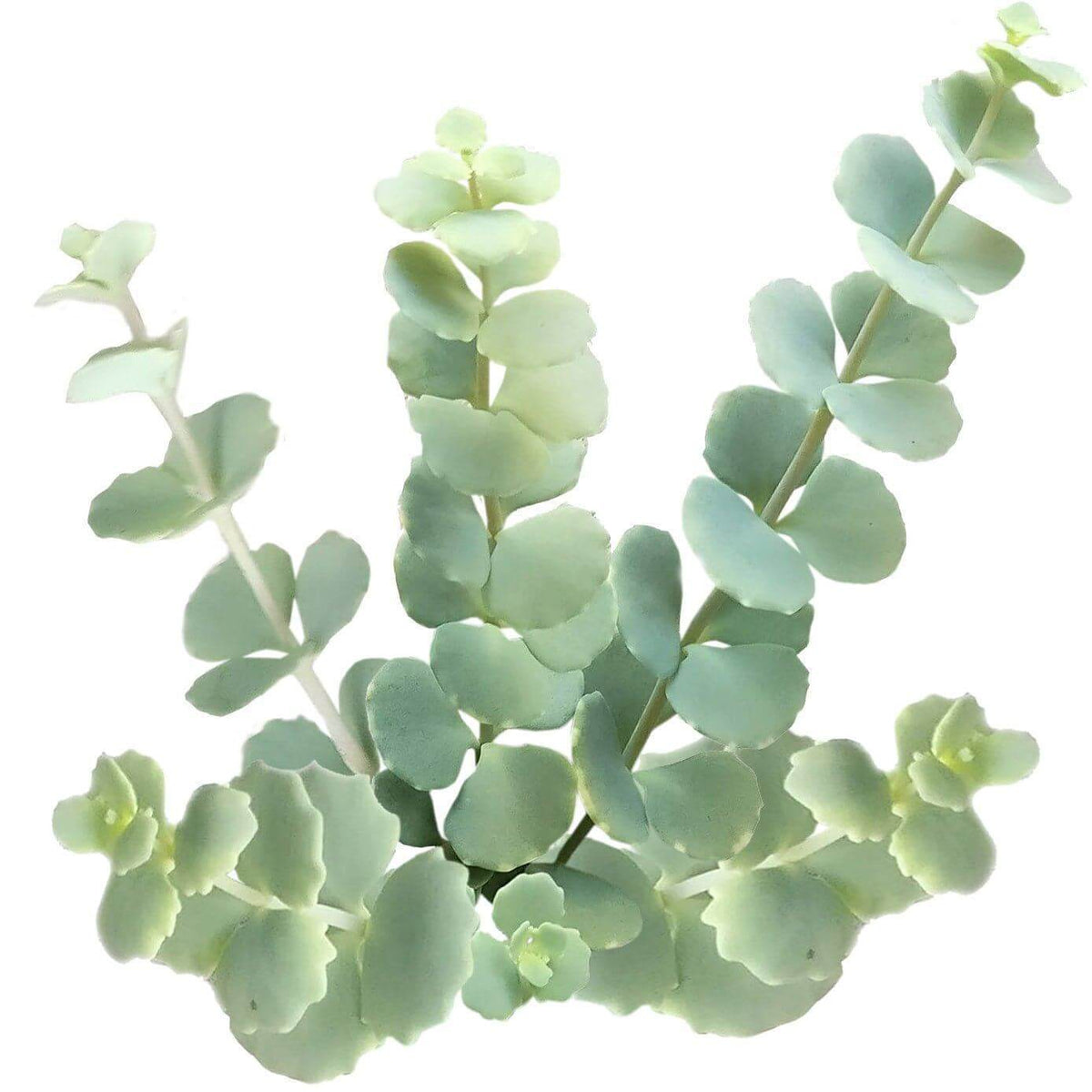October stonecrop care, succulents shop in California, Rare succulents, monthly succulents, succulent plant, how to grow succulents, succulent care, indoor succulents, Succulents, Siebold’s Stonecrop in California, How to grow Siebold’s Stonecrop