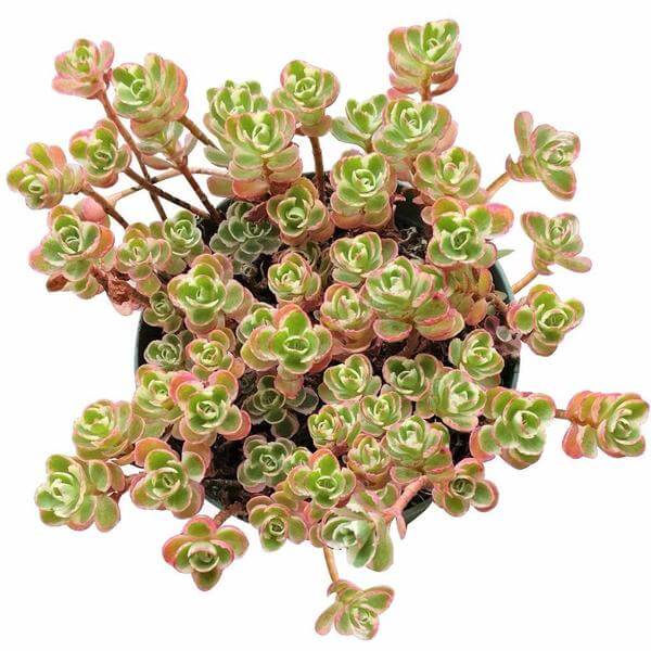 sedum tricolor, sedum spurium for sale, succulents garden, succulents store in CA, indoor succulents, succulent plant, Succulents, succulents shop in California, succulent subscription, succulent care tips, sedum tricolor in California, How to grow sedum tricolor