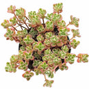 phedimus spurius tricolor, two row stonecrop, succulents garden, succulents store in CA, indoor succulents, succulent plant, Succulents, succulents shop in California, succulent subscription, succulent care tips, sedum tricolor in California, How to grow sedum tricolor