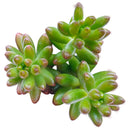 Pink Jelly Bean Sedum