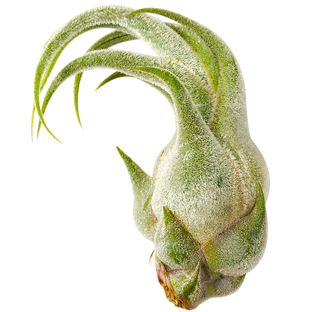 Tillandsia Seleriana air plant for sale, bulbous air plant with thick and fuzzy surface and wavy leaves, Seleriana air plant care guide, air plant subscription box delivered monthly, live air plant gift ideas, air plant home decoration