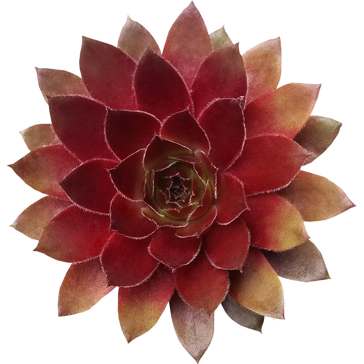 red succulents plants Sempervivum Red Lion - Rosette Shaped Succulent | Succulent Gift Ideas